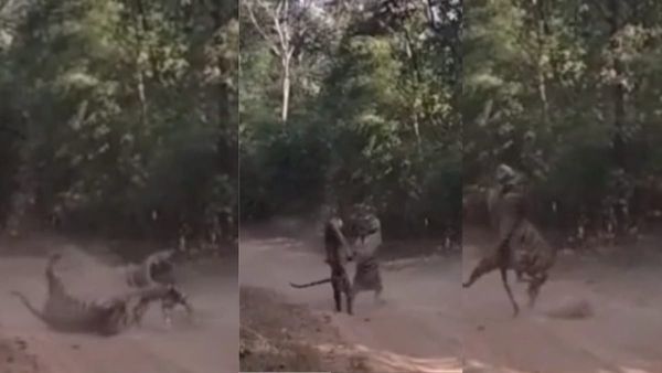tiger fight video : बांधवगढ़ में बाघ-बाघिन की रोमांचक लड़ाई, प्यार भरी तकरार देख दंग रह गए पर्यटक