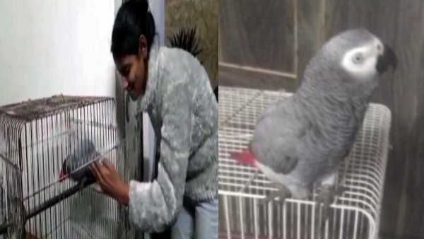 विदेशी तोते 'बाबू' के मालिकाना हक़ का विवाद पुलिस आयुक्त तक पहुंचा, थाने में 'मुनमुन' को खुद चुना था मालिक