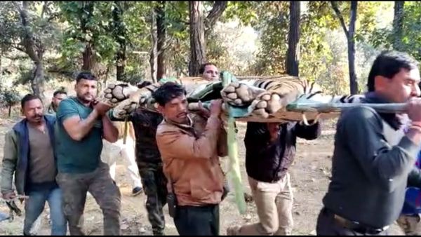Umaria News : 6 दिन चले रेस्क्यू ऑपरेशन के बाद पकड़ा गया हमलावर बाघ, एक हफ्ते से दहशत में थे लोग