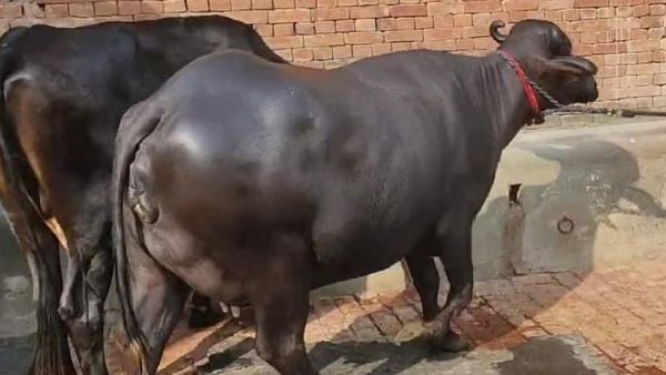भैंस पालने वालों की होगी बल्‍ले-बल्‍ले, खास तकनीक से जन्‍मेंगी फीमेल बफैलो कॉफ,मुर्रा नस्ल में होगा सुधार