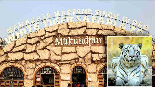 White Tiger: मुकुंदपुर में सफेद बाघों की संख्या बढ़ाने की कवायद तेज, जू प्रबंधन ने चिड़ियाघरों को लिखा पत्र