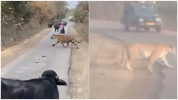 सड़क पर आ गया टाइगर, भैसें और वाहनों के बीच रोड क्रॉस कर निकला तो थम गई सांसें