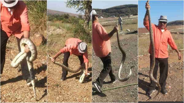 भूख मिटाने शिकार पर निकला था अजगर, स्नेक कैचर ने दुम पकड़कर किया काबू