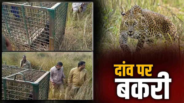 Ballia News : तेंदुए को पकड़ने के लिए टीम ने दांव पर लगाई बकरी, कई कुत्तों को डकारने के बाद भी पकड़ से बाहर