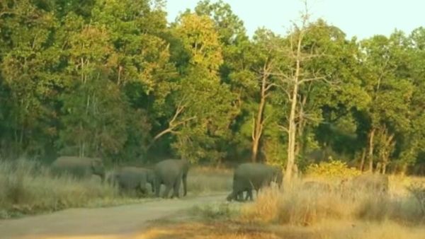 Bandhavgarh Tiger Reserve: मगधी जोन में दिखा जंगली हाथियों का झुंड, प्रबंधक ने बढ़ाई निगरानी