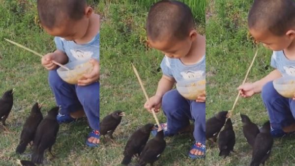 पक्षियों को कटोरी से खाना खिला रहा मासूम बच्चा, दोनों के बीच प्यार जीत रहा लोगों का दिल, VIDEO Viral