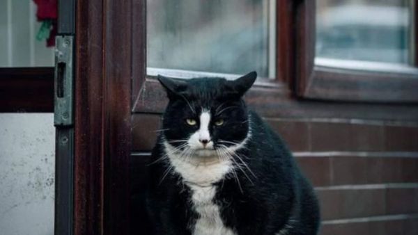 5 star cat google map: इंटरनेट सेंसेशन बनीं 5 स्‍टार रेटिंग वाली ये बिल्ली, दूर-दूर से मिलने आते हैं पर्यटक