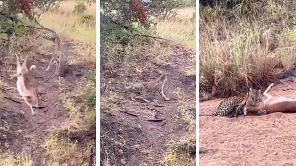 एक गलत मोड़ और खेल खत्म, निंजा के जैसे चीते ने किया हिरण का शिकार, लंबी छलांग भी रही बेकार