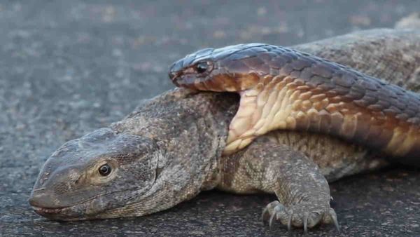 VIDEO: अपने से कई गुना बड़ी जंगली छिपकली से कोबरा ने ले लिया पंगा, दोनों हार मानने को नहीं थे तैयार