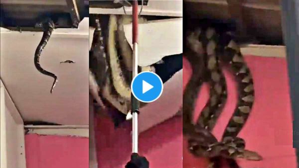 छत से एक साथ गिरे तीन भयंकर Snakes, हलक में अटकी रेस्क्यू टीम की जान, VIDEO