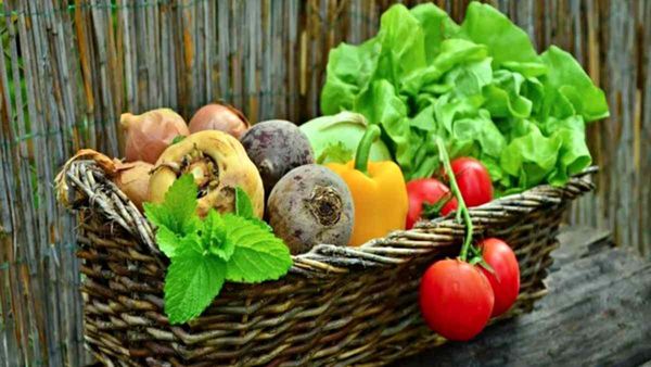 UK salad crops: स्पेन और मोरक्को में ठंड के कारण कम पैदावार, ब्रिटेन के स्टोर से गायब हुई सलाद