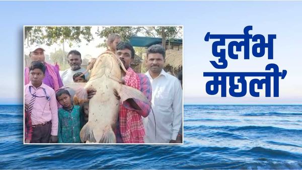 Catfish In Bihar: मछुआरे के जाल में फंसी 35 किलो की दुर्लभ मछली, लंबाई जानकर हैरान रह जाएंगे आप