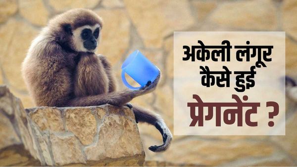 चिड़ियाघर के पिंजरे में अकेली बंद लंगूर हो गई प्रेगनेंट, मां बनने की वजह का हैरान करने वाला खुलासा
