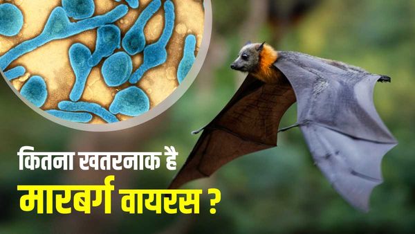 पहले बुखार, नाक से खून और फिर मौत... इक्वेटोरियल गिनी में मारबर्ग वायरस से 9 लोगों की जान गई, मचा हड़कंप