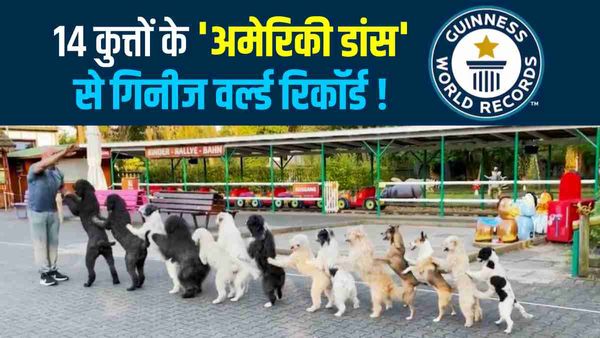 Guinness Record : बेटी ने पिता को किया प्रेरित, कोंगा की ट्रेनिंग के बाद 14 कुत्तों ने दिलाई कामयाबी, VIDEO