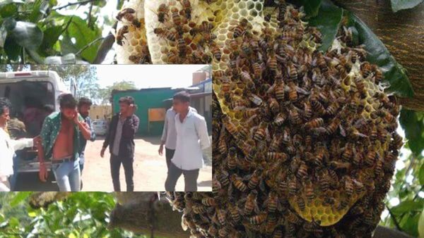 Guna News: श्मशान घाट में मधुमक्खियों ने वृद्ध को उतारा मौत के घाट, अंतिम संस्कार में शामिल होने पहुंचे थे सभी