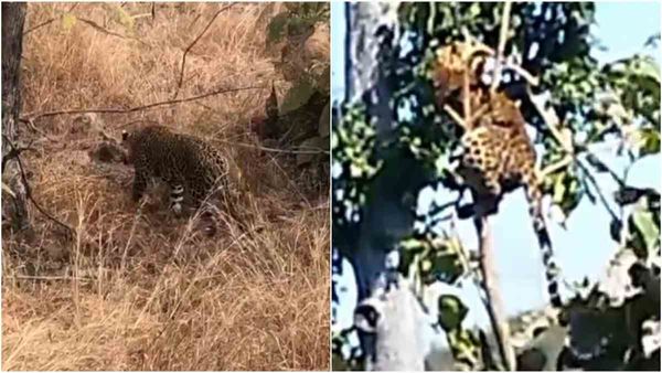 छतरपुर में पेड़ पर लटका मिला तेंदुए का शव, फंदे में फंसने से हुई मौत