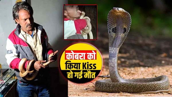 जहरीले सांप को किया Kiss, वीडियो बनाते रहे लोग और सांप से खेलता रहा शख्स, एक गलती ने ले ली जान: Video Viral