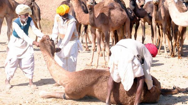 राजस्थान के ऊंट पालने वालों को अब भाने लगी है धूप