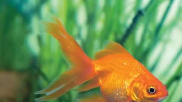 गजब: महिला को शौख के लिए घर में मछली पालना पड़ा महंगा, मकान मालिक वसूल रहा ‘Pet Rent’