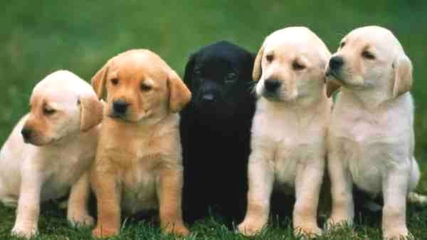 क्रूरता: ग्वालियर में कुत्ते के 7 बच्चों को जहर देकर मारने का मामला, पशु प्रेमियों में आक्रोश