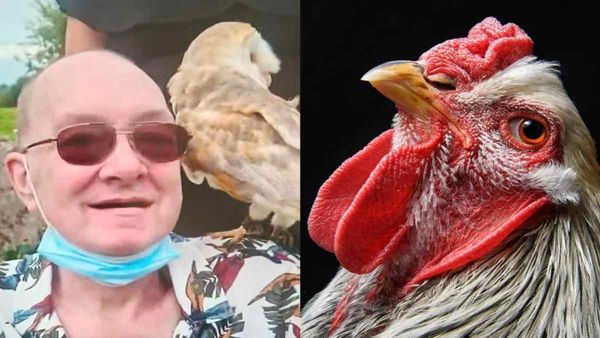 कैंसर को मात दे चुका था पूर्व हॉर्स ट्रेनर, मुर्गे ने ले ली जान! बेटी ने बताई हकीकत