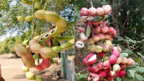 जंगल में गजब का फ्रूट, यूपी की जलेबी को भी देता है टक्कर, हेल्थ एक्पर्ट्स की नजर में क्यों है अहम?