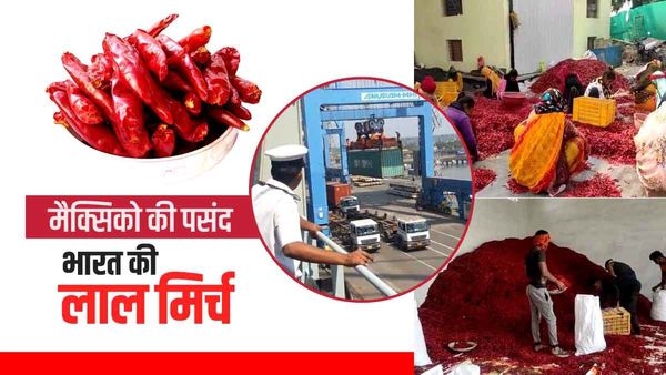 MP: मैक्सिको में खाने का स्वाद बढ़ा रही निमाड़ की लाल मिर्च, मांग बढ़ने पर खिले किसानों के चेहरे