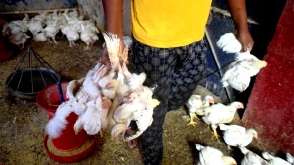 सच होती दिख रही भविष्यवाणी, बर्ड फ्लू से बच्ची की मौत ने बढ़ाई वैज्ञानिकों की चिंता