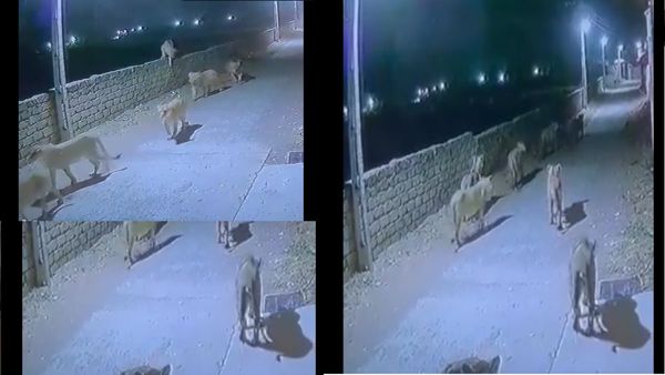 गुजरात की सड़क पर रात में नाइट वॉक करता नजर आया शेरों का झुंड, VIDEO में देखें आगे क्‍या हुआ?