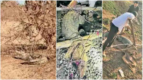 दमोह में मगरमच्छों का आतंक, देखा तो लोगों के उड़े होश, मशक्कत के बाद किया रेस्क्यू