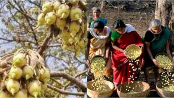 MP News: लंदन में महुआ बेचकर मालामाल होंगे उमरिया के आदिवासी, बनेगा च्यवनप्राश
