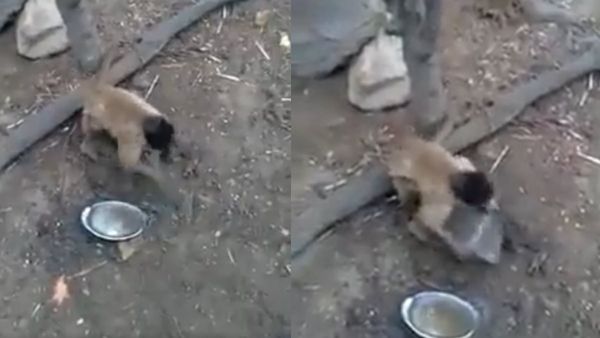 चाकू में धार तेज करते हुए बंदर का VIDEO हुआ वायरल, यूजर बोले- लंका पर चढ़ाई की तैयारी में वानरसेना