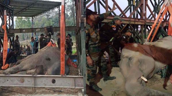Elephant Rescue: हाथी का रेस्क्यू, सेना के इंजीनियर्स ने बनवाया लोहे का स्ट्रक्चर, उठ खड़ा होगा 'मोती'