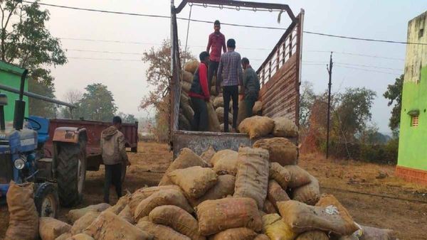 नौरादेही : जंगल में बेल माफिया सक्रिय, अवैध रूप से 'बेल' का सागर से दिल्ली तक कारोबार