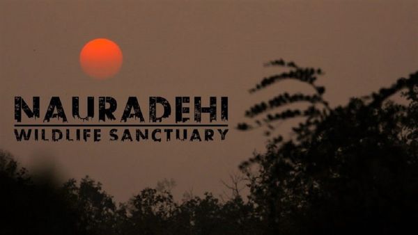 Nauradehi: बाघों के घर को आग से बचाने अब कैंप लगाकर रहेंगे कर्मचारी, पानी के टैंकर तैनात होंगे