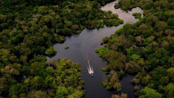 क्या बैंक भी हो सकते हैं पेड़ों को काटे जाने के जिम्मेदार