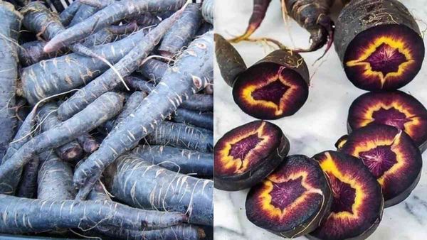 Black Carrot: काली गाजर के सेवन से दूर रख सकते हैं अनेक बीमारियां