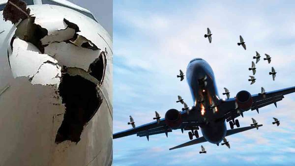 Bird Hit Planes: हवाई जहाजों से क्यों टकराते हैं पक्षी? आखिर क्या है इसका समाधान