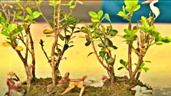 ओडिशा में हाथियों के साथ इंसानों के संघर्ष को टालने की पहल, बड़े पैमाने पर होगा वृक्षारोपण