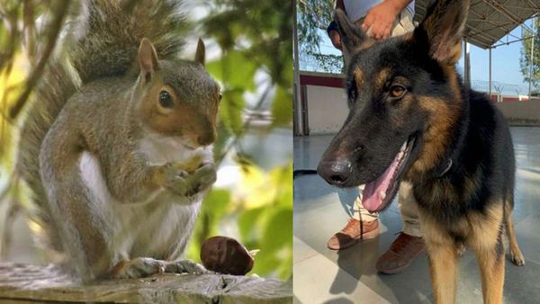 China Squirrels Sniffing: अब कुत्तों की जगह गिलहरी पकड़ेगी ड्रग्स, चीन में दी जा रही स्पेशल ट्रेनिंग