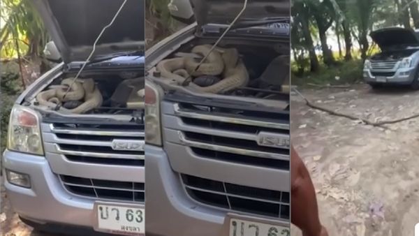 King Cobra: कार के इंजन में छुपा था 9 फुट लंबा किंग कोबरा, देखते ही कांप उठे लोग