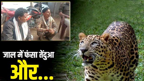 Sonbhadra News: जंगली सूअर को पकड़ने के लिए बिछाया था जाल और फंस गया तेंदुआ, जाना पड़ा सलाखों के पीछे