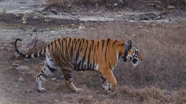 Panna Tiger Reserve: सबसे बुजुर्ग बाघिन T-1 की संदिग्ध परिस्थितियों में मौत, 10 दिन पुराना शव मिला