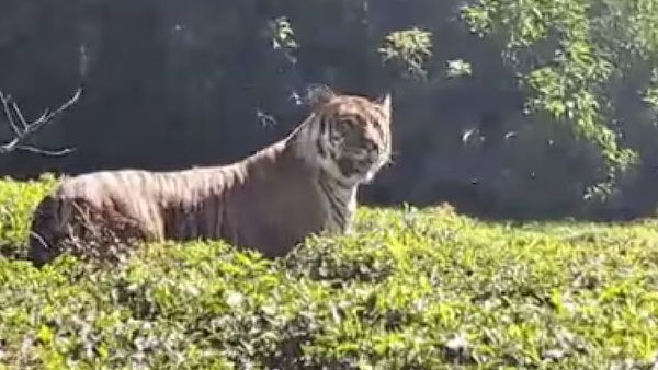umaria tiger attack: शौच करने गए युवक को बाघ ने बनाया अपना निवाला, जंगल से बरामद हुई लाश
