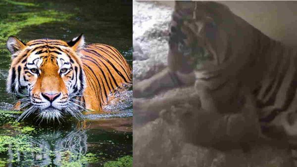 VIDEO: दो शावकों को जन्म देती बाघिन कैमरे में कैद, बाघ ने भी किया दिल छू लेने वाला काम