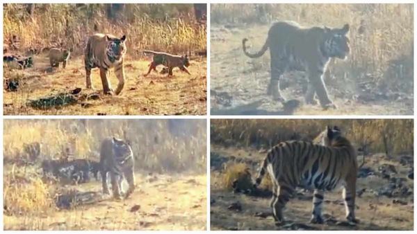 Panna Tiger Reserve: सुपर मॉम की बेटी बाघिन P-151 ने दिया 4 शावकों को जन्म