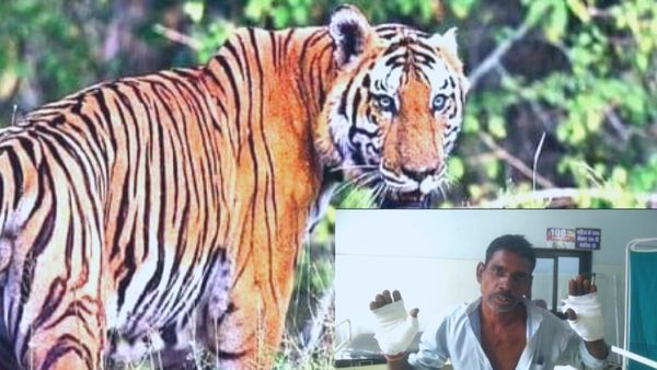 Tiger attack: खूंखार बाघ के पंजे में फंसा था चरवाहा, पेट में लात मारकर ऐसे दी मौत को मात