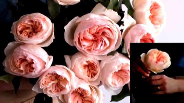 घर बेचकर भी नहीं ला पाएंगे इतना महंगा गुलाब, दुनिया के सबसे महंगे ROSE की कीमत उड़ा देगी होश