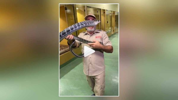 जहरीले Snake के साथ Zoo कर्मचारी की मस्ती! VIDEO देखकर कांप उठेंगे, यूजर बोले- बहादुर हो, भारत से प्यार